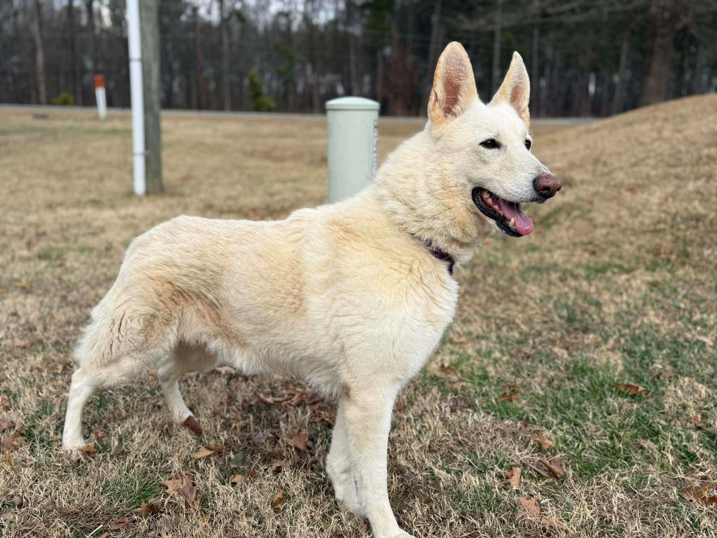 Enlarge Chardonnay, a Adoptable mixed breed in Raleigh, NC image 3/6