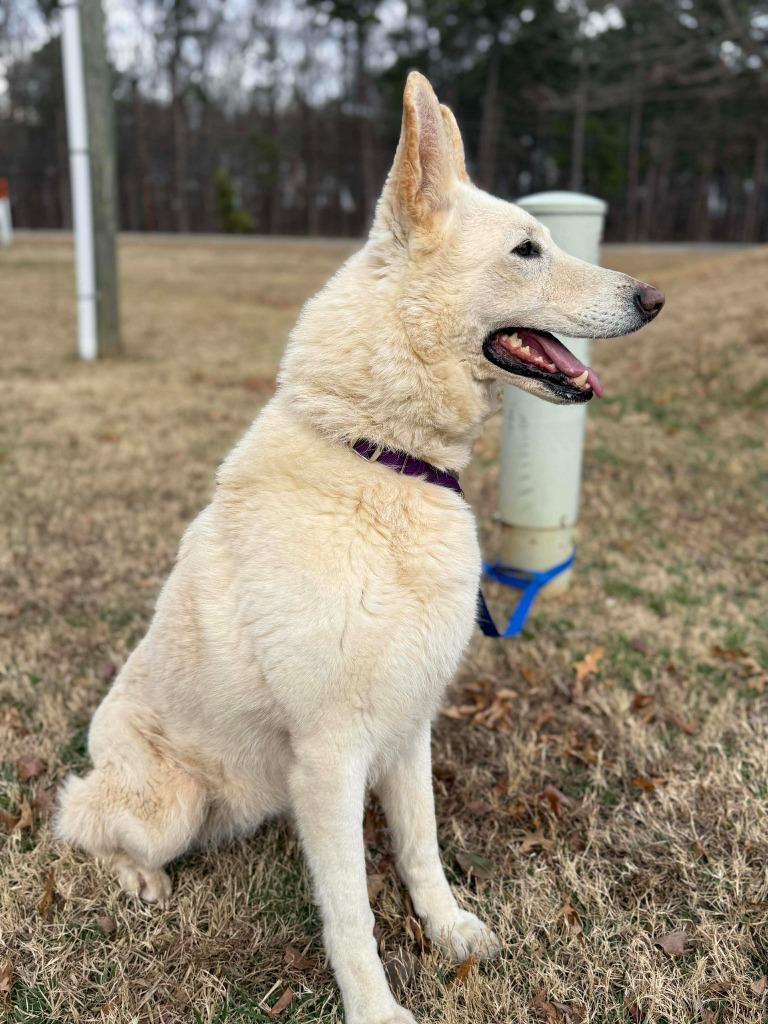 Enlarge Chardonnay, a Adoptable mixed breed in Raleigh, NC image 4/6