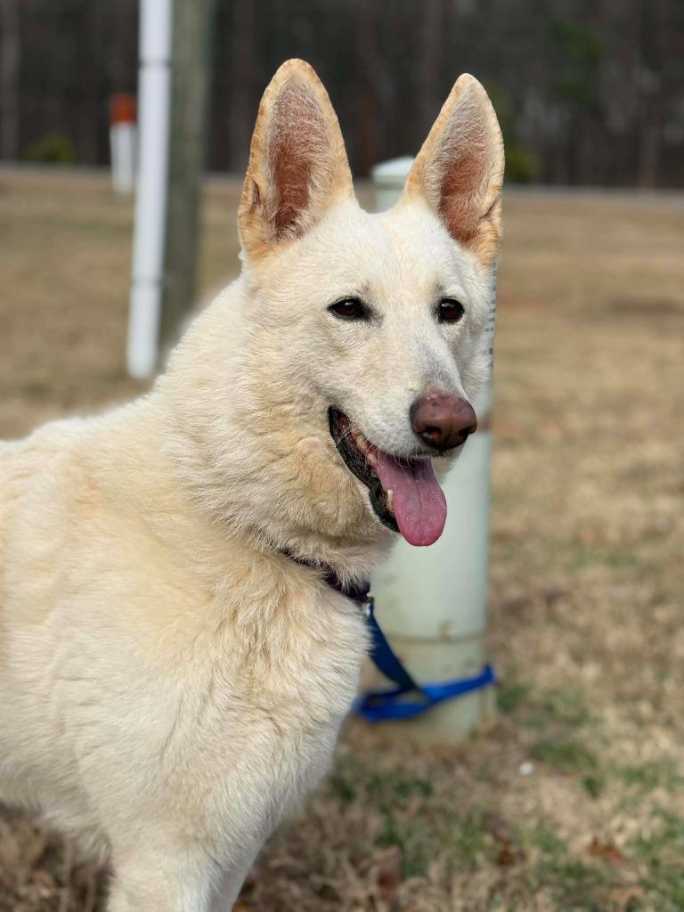 Enlarge Chardonnay, a Adoptable mixed breed in Raleigh, NC image 5/6