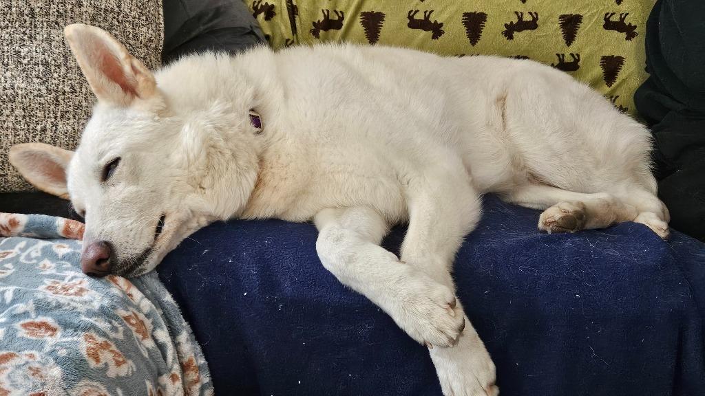 Enlarge Chardonnay, a Adoptable mixed breed in Raleigh, NC image 6/6