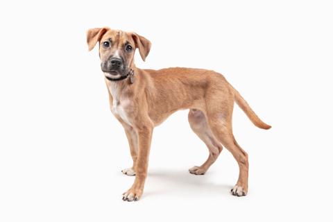 Enlarge Augie, an adopted mixed breed in Chicago, IL image 2/3