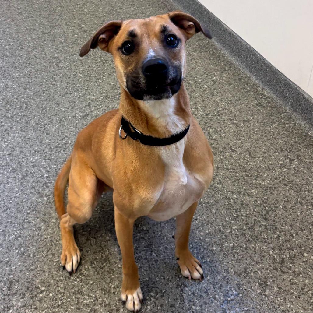 Enlarge Augie, an adopted mixed breed in Chicago, IL image 1/3