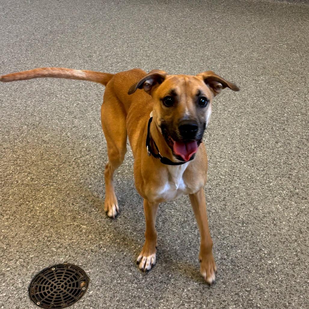 Enlarge Augie, an adopted mixed breed in Chicago, IL image 3/3