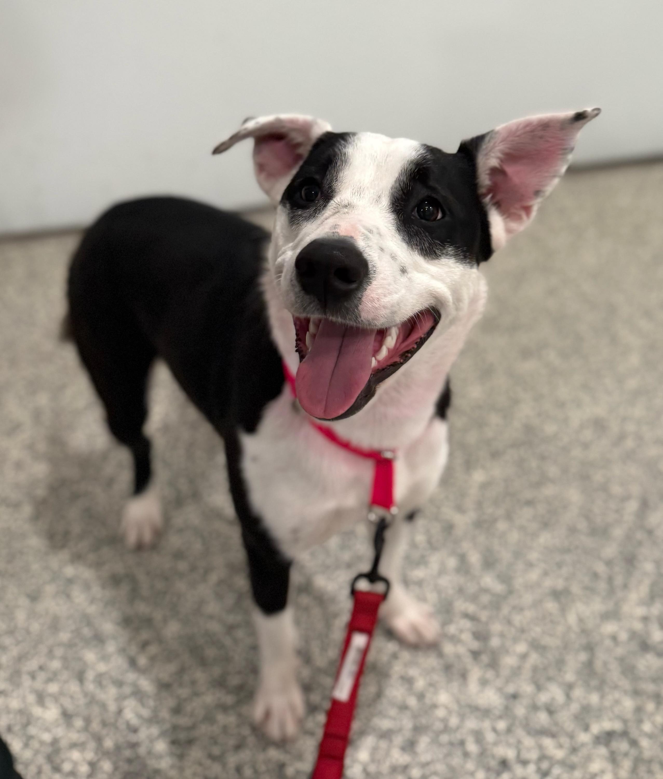 Beatrix, a Adoptable Border Collie in Kansas City, MO image 1/6