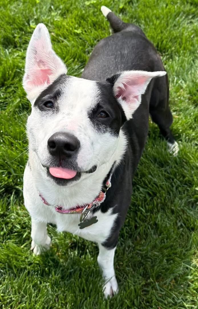 Beatrix, a Adoptable Border Collie in Kansas City, MO image 3/6