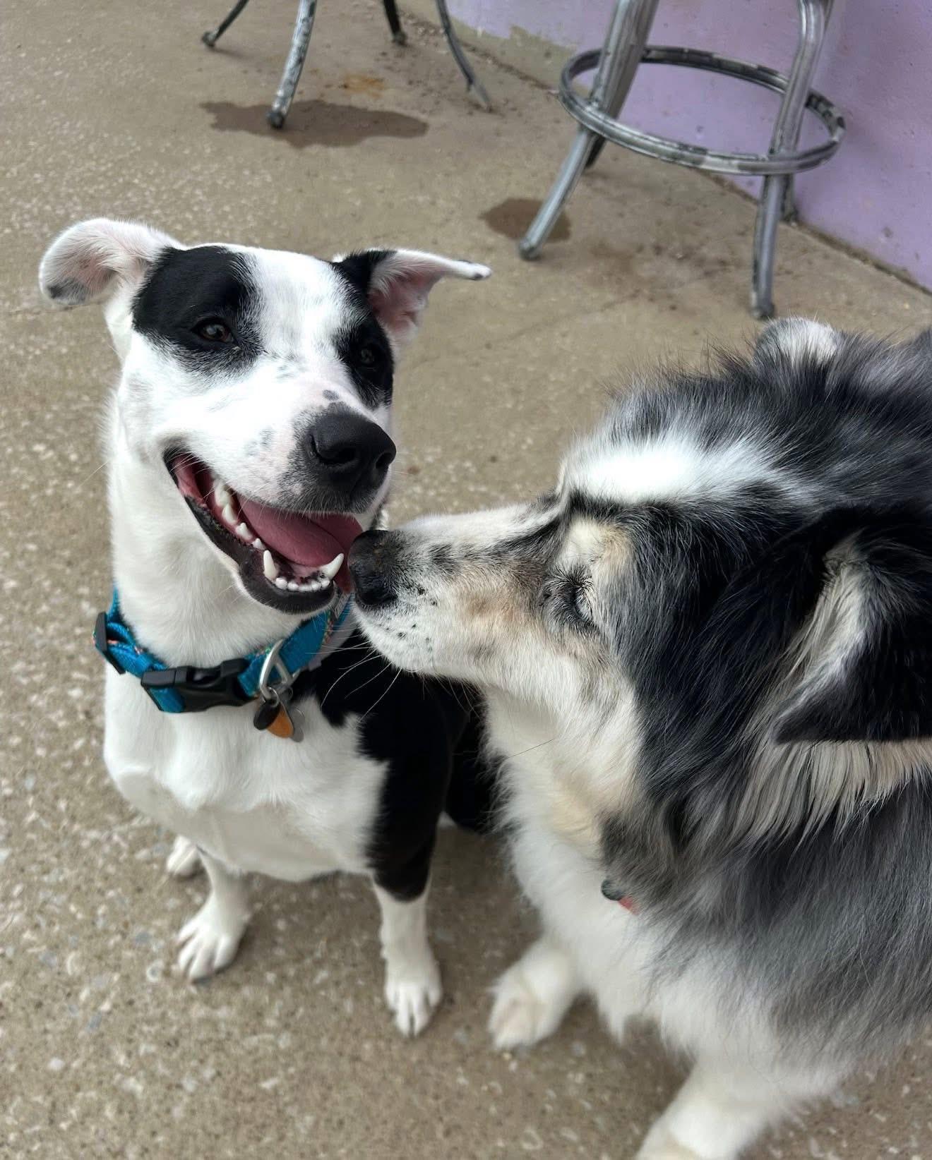 Beatrix, a Adoptable Border Collie in Kansas City, MO image 6/6