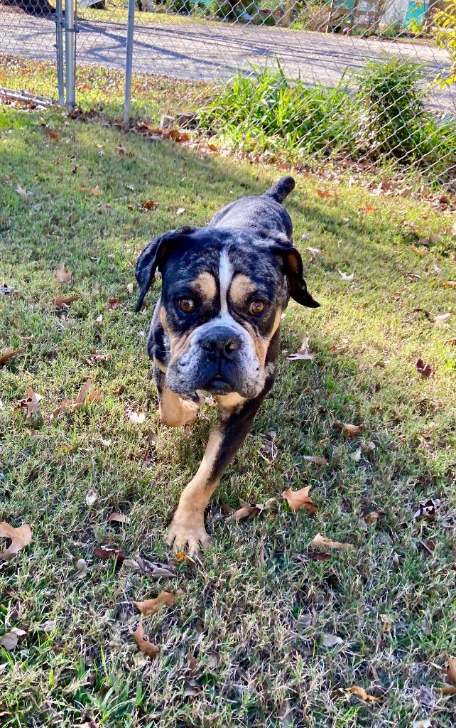Kilo, Adoptable, Adult Male English Bulldog.