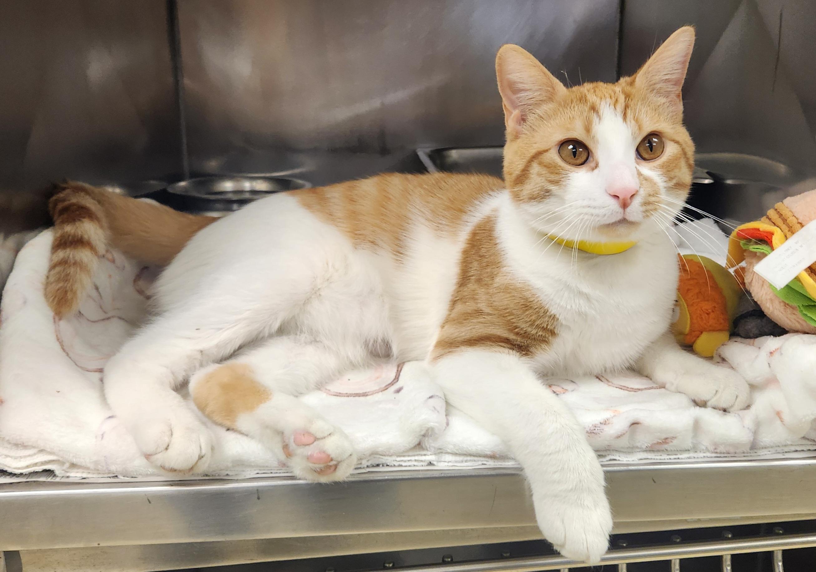 Broccoli, ADOPTABLE, Kitten Male Domestic Short Hair.