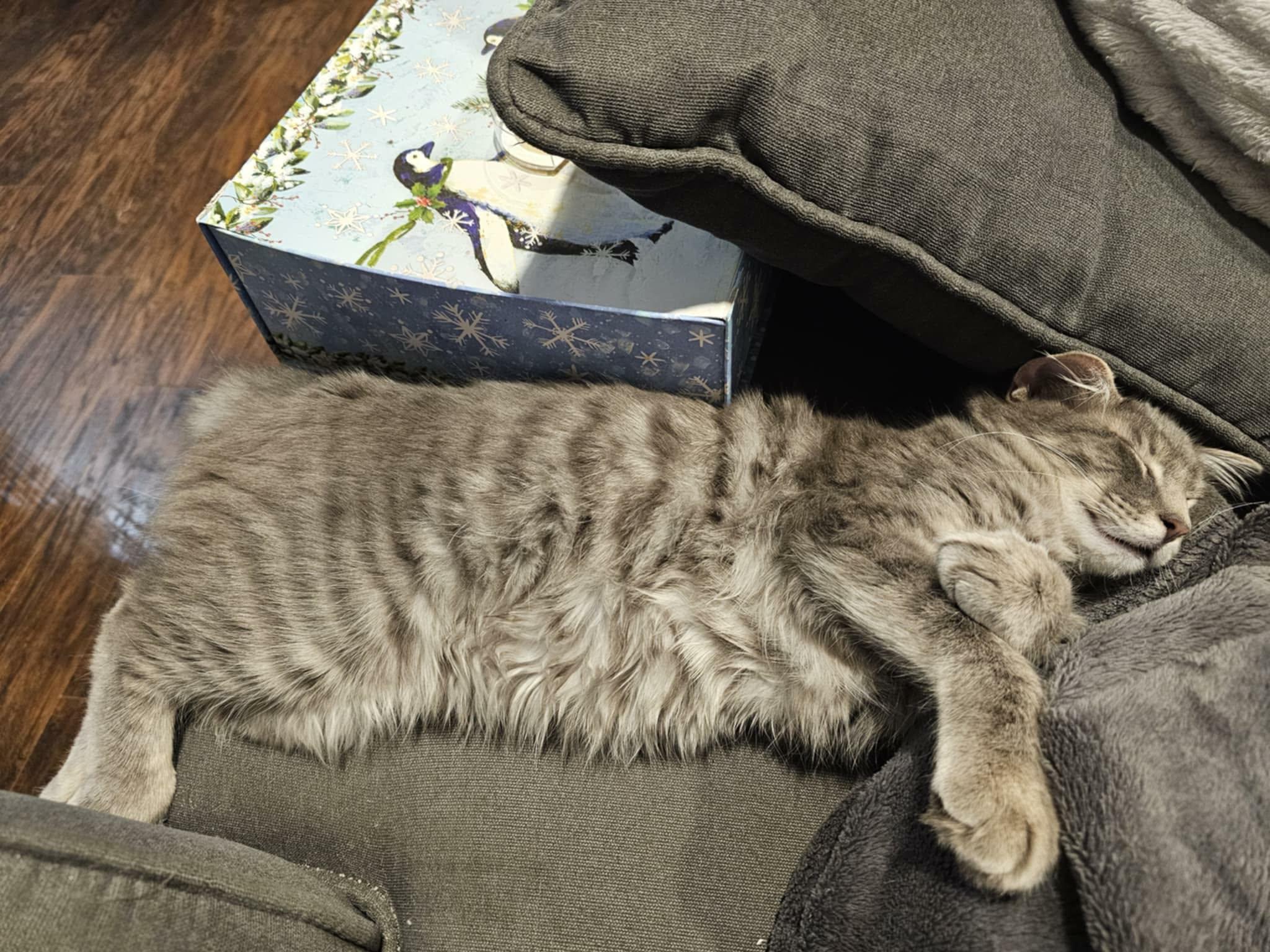 Enlarge Crosby, an adopted Domestic Long Hair in Wading River, NY image 2/3