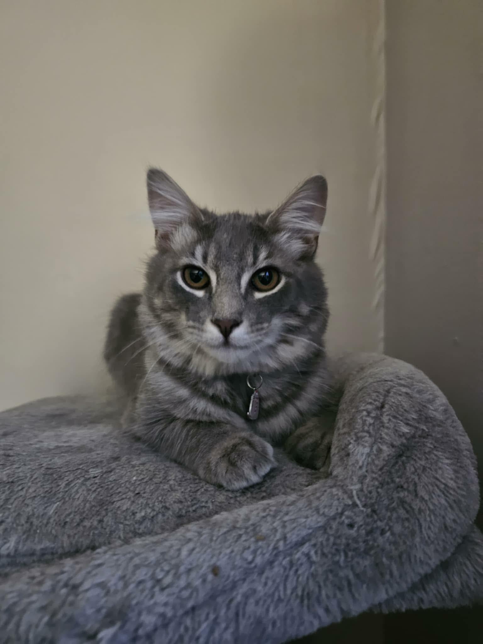 Crosby, adopted, Kitten Male Domestic Long Hair.