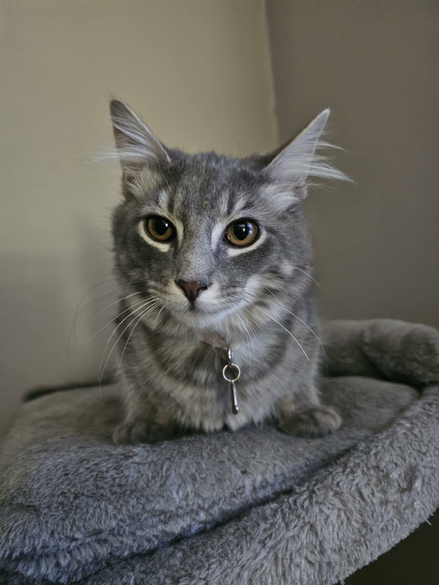 Enlarge Crosby, an adopted Domestic Long Hair in Wading River, NY image 3/3