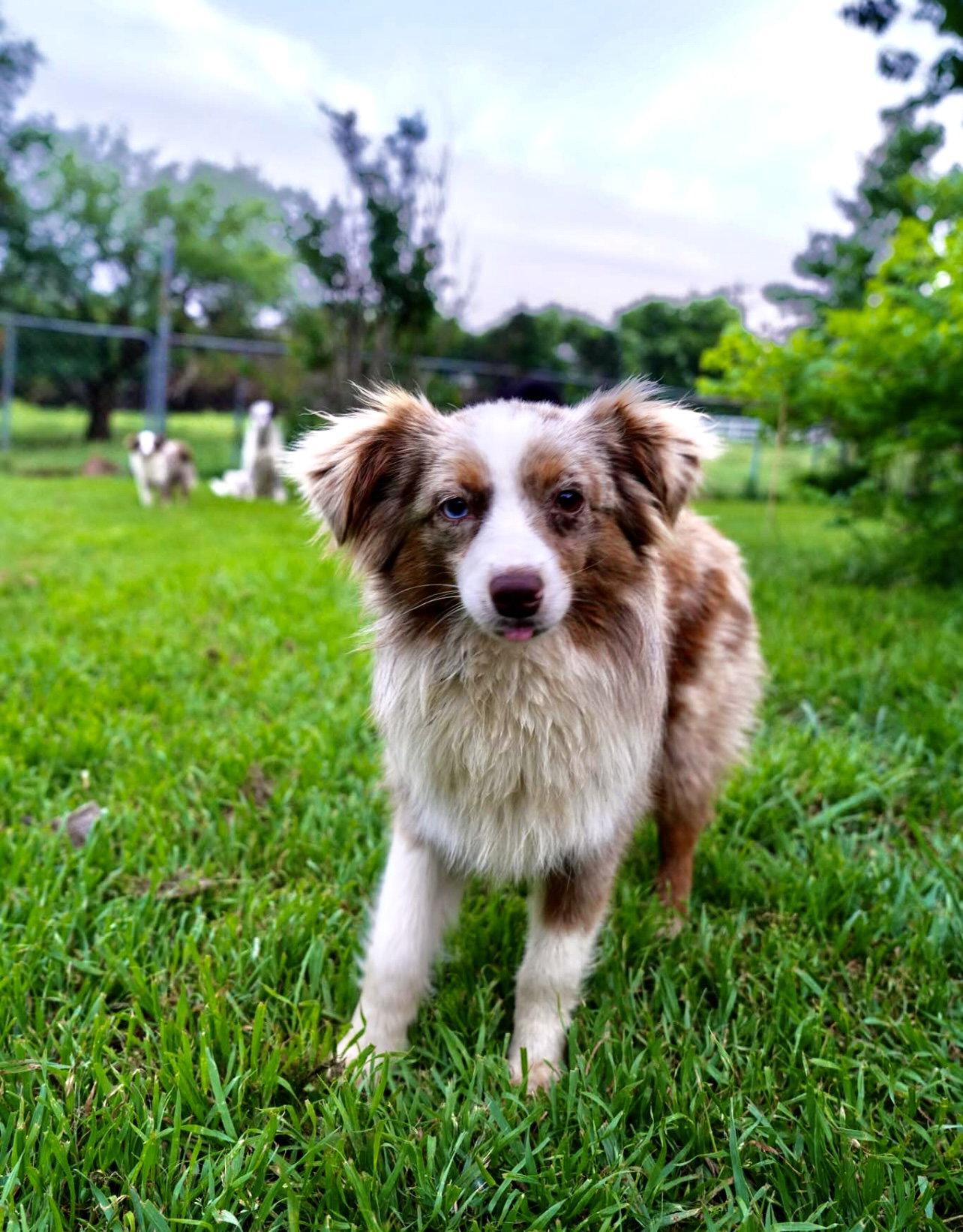 Ricky, Adopted, Young Male Australian Shepherd.