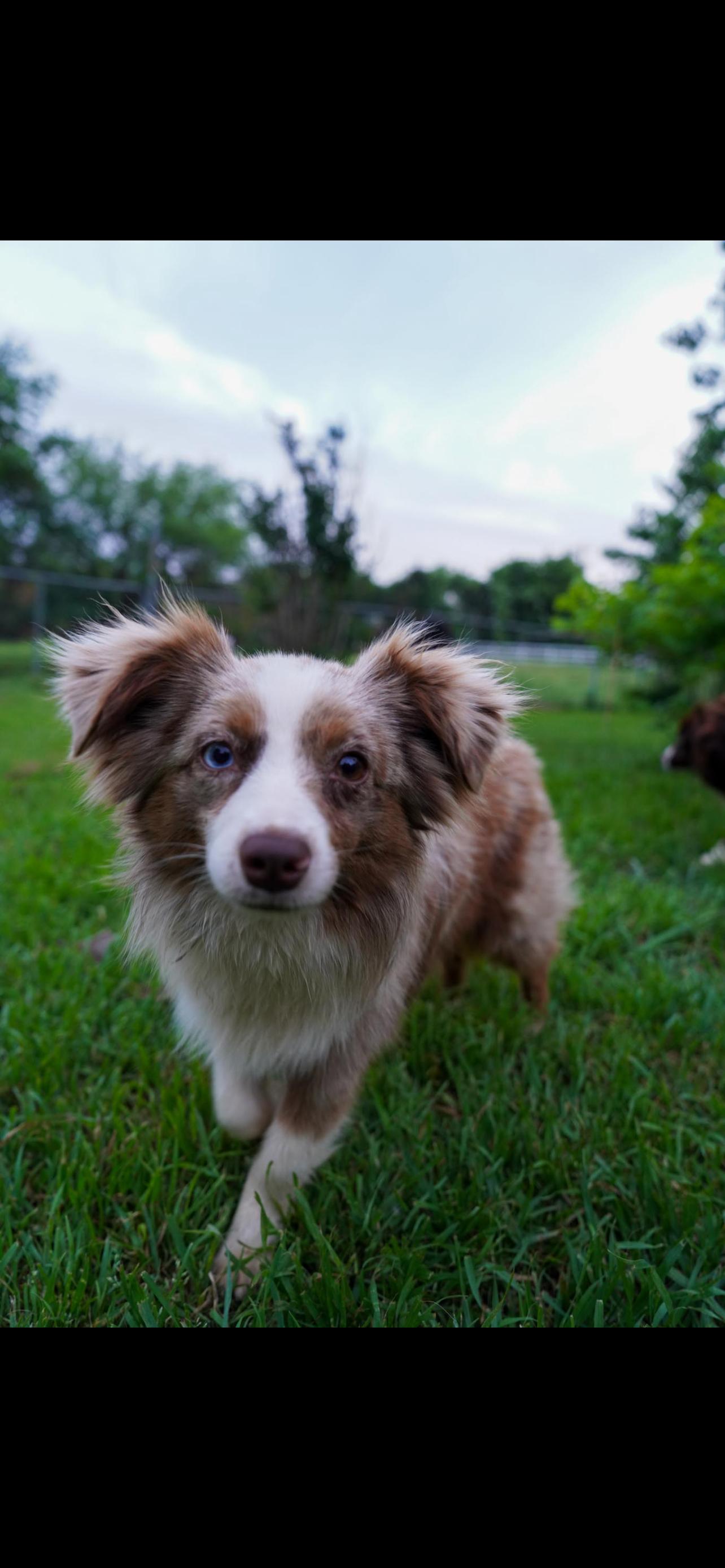 Ricky, a Adopted Australian Shepherd in Dallas, TX image 2/3