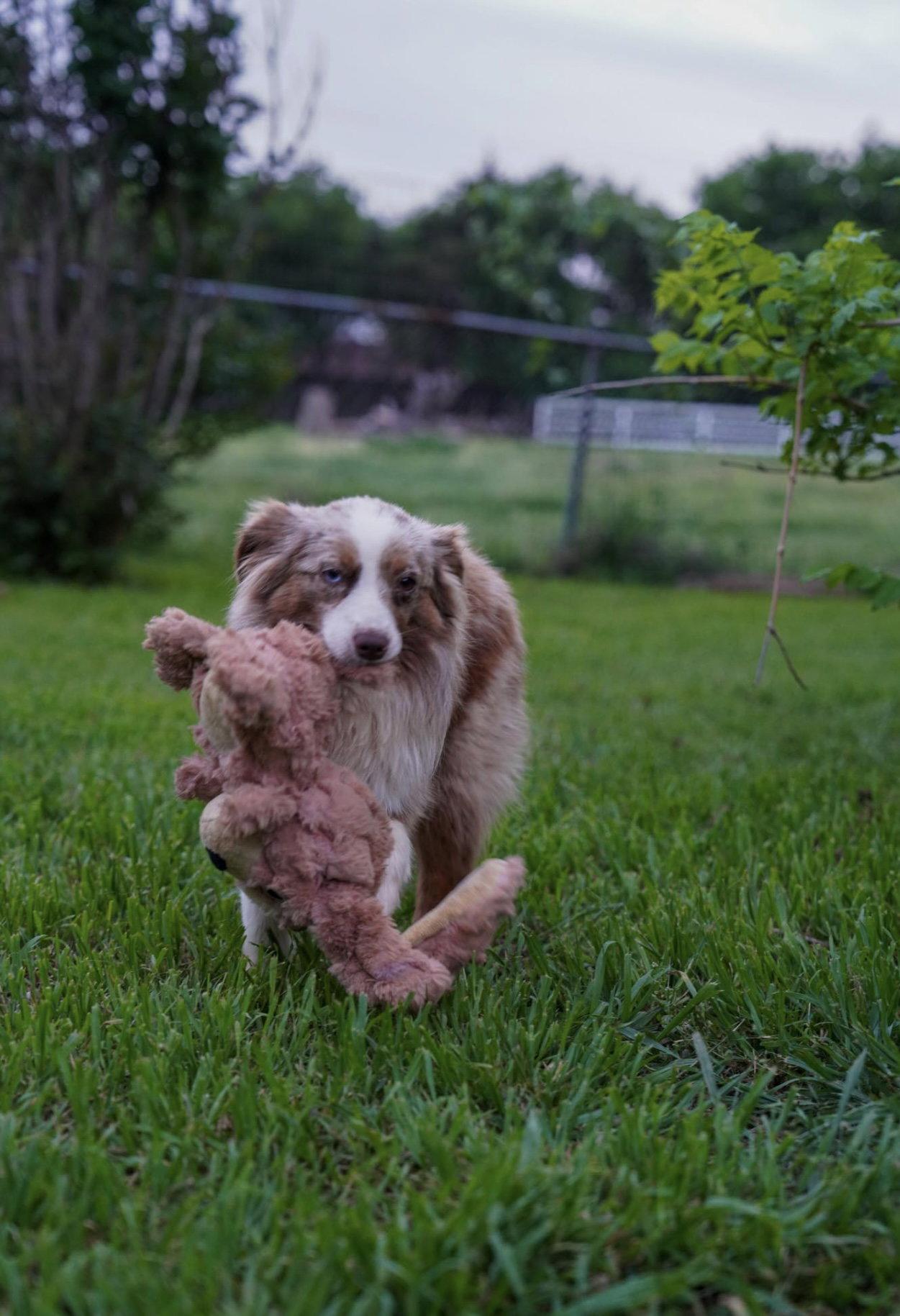 Ricky, a Adopted Australian Shepherd in Dallas, TX image 3/3