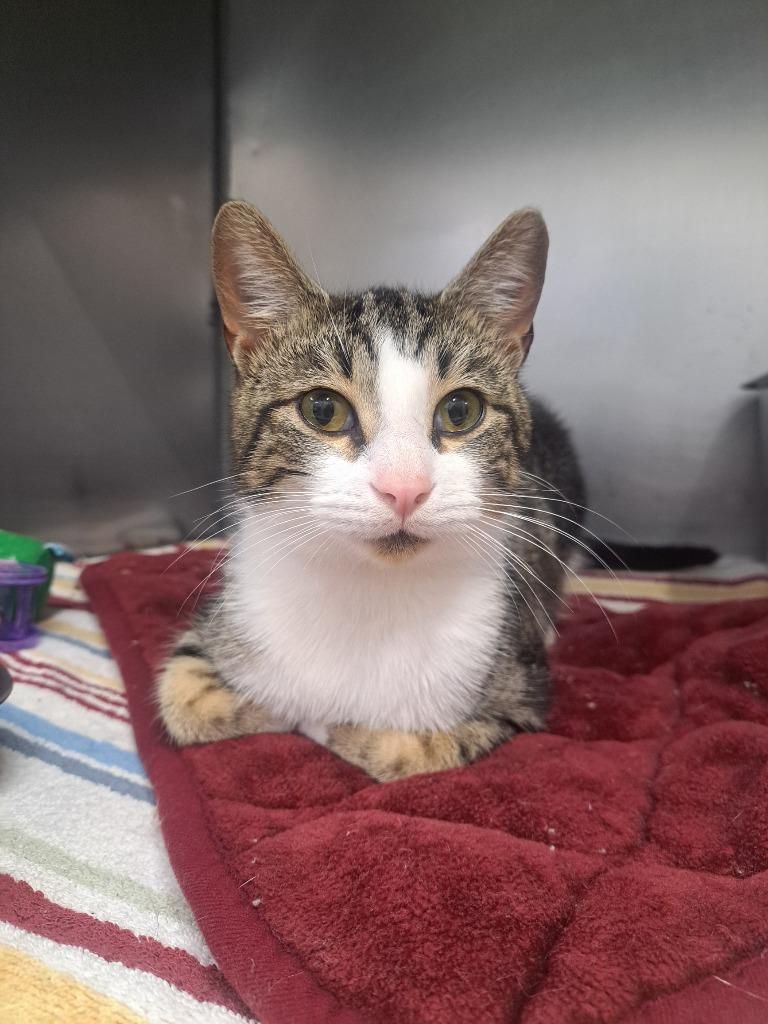 Enlarge Andouille, a Adoptable mixed breed in Murray, KY image 1/6