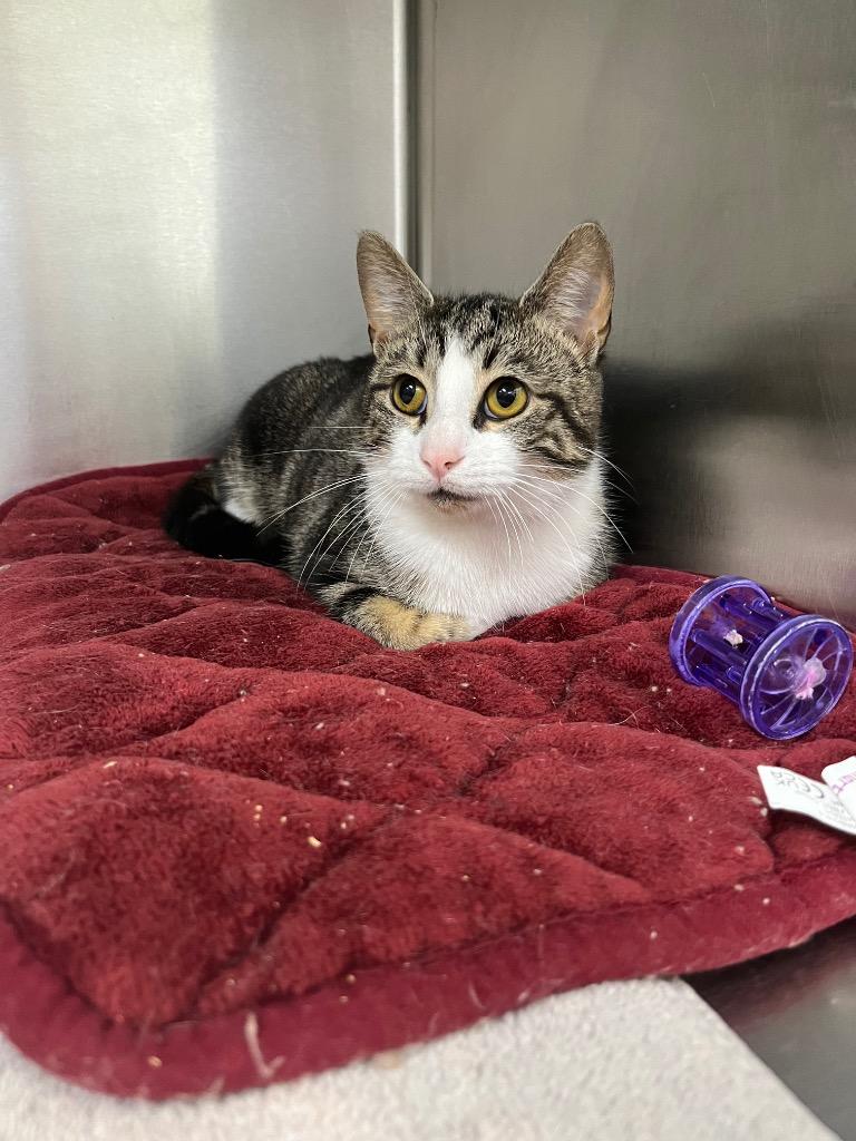 Enlarge Andouille, a Adoptable mixed breed in Murray, KY image 2/6