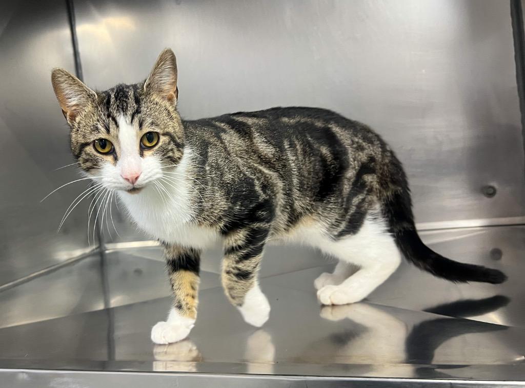 Enlarge Andouille, a Adoptable mixed breed in Murray, KY image 3/6