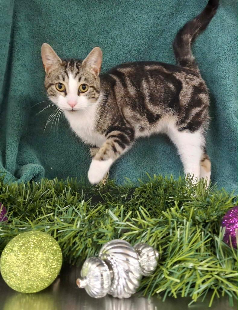 Enlarge Andouille, a Adoptable mixed breed in Murray, KY image 4/6