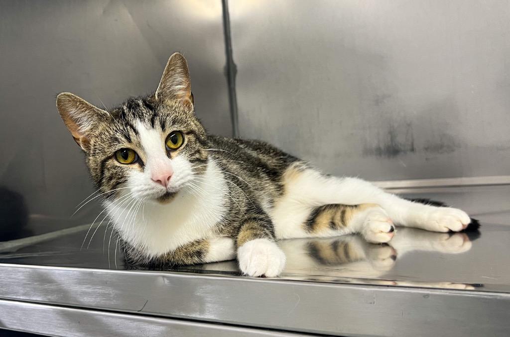 Enlarge Andouille, a Adoptable mixed breed in Murray, KY image 5/6