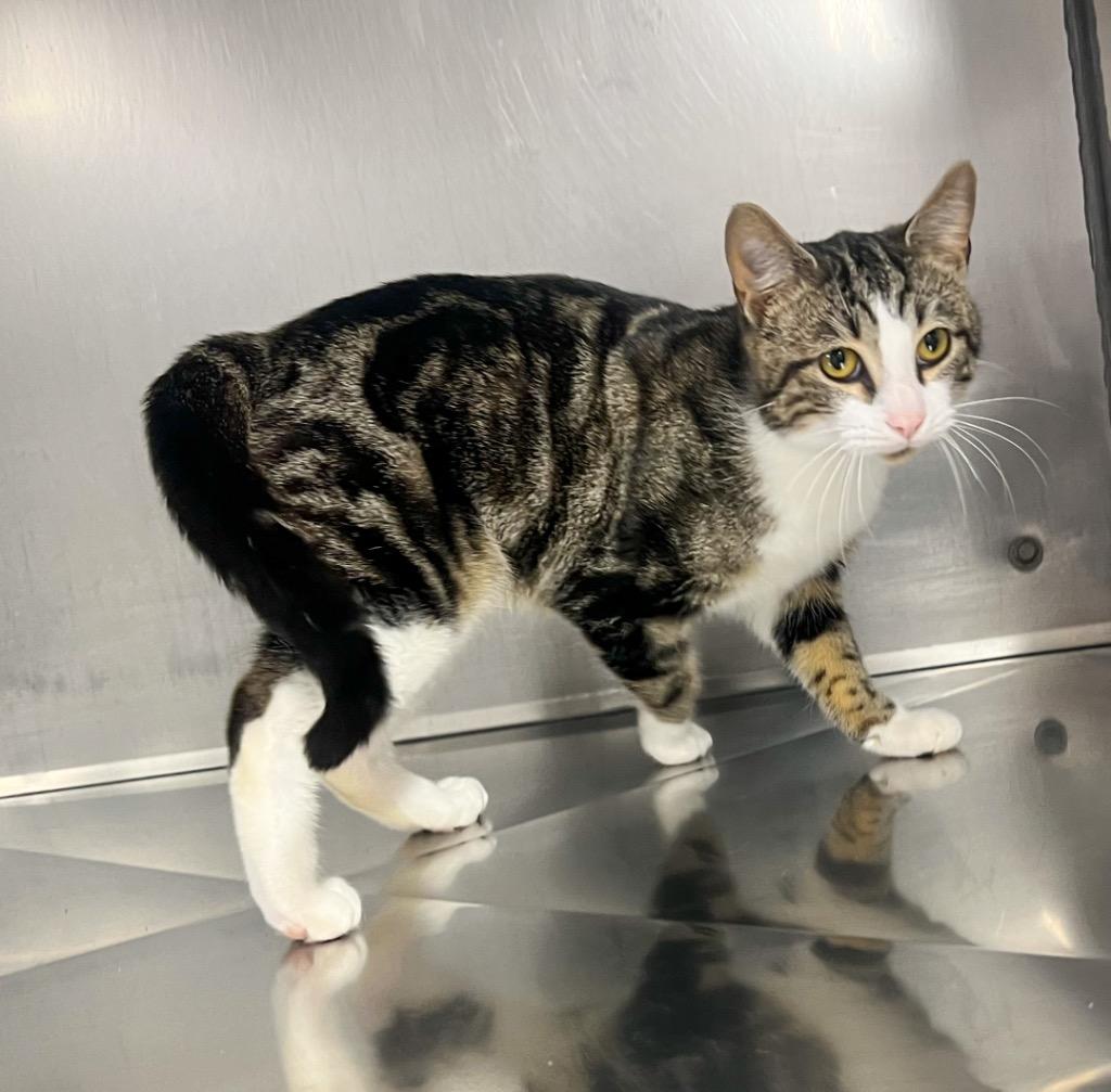 Enlarge Andouille, a Adoptable mixed breed in Murray, KY image 6/6