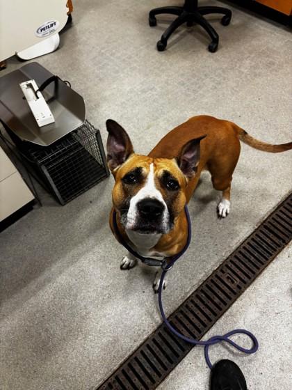 Carmel Candy thumbnail 2