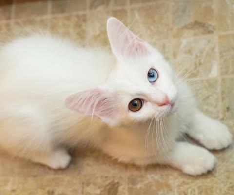 Enlarge MOCHI & MERINGUE, a Adopted mixed breed in Boston, MA image 6/6