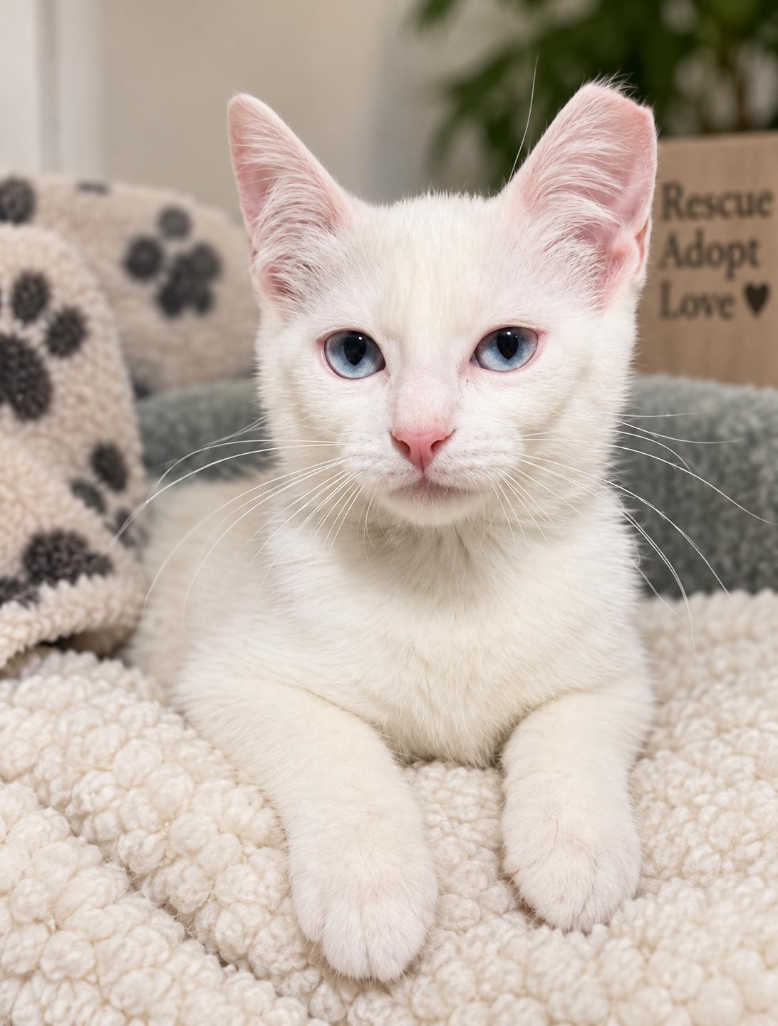 Enlarge MOCHI & MERINGUE, a Adopted mixed breed in Boston, MA image 5/6