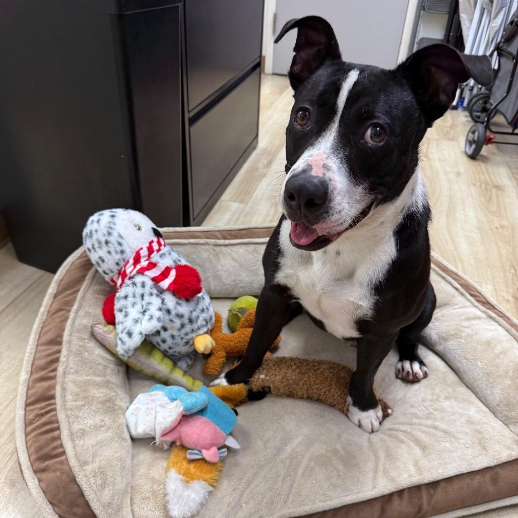 Furcules, Adoptable, Adult Male Terrier & Mixed Breed.