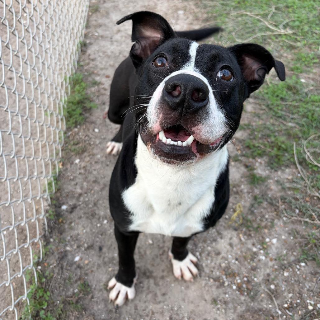 Furcules, Adoptable, Adult Male Terrier & Mixed Breed.