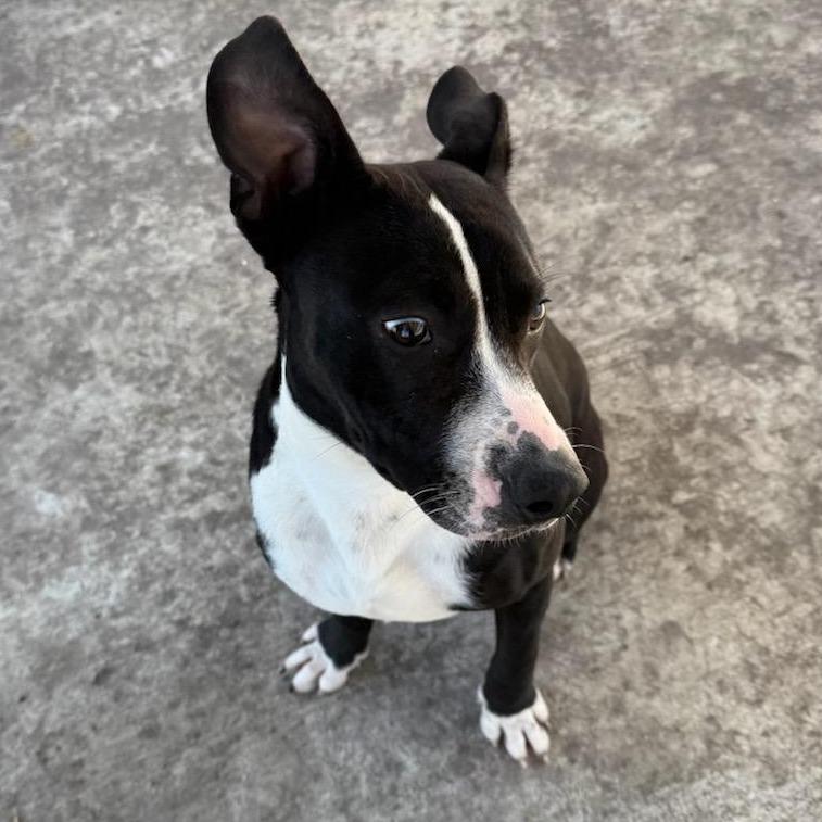 Furcules, a Adoptable mixed breed in Corpus Christi, TX image 2/6