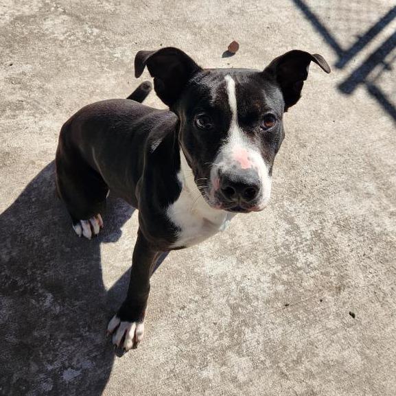 Furcules, a Adoptable mixed breed in Corpus Christi, TX image 3/6