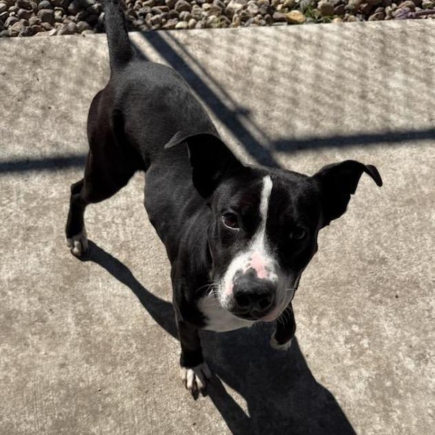 Furcules, a Adoptable mixed breed in Corpus Christi, TX image 5/6