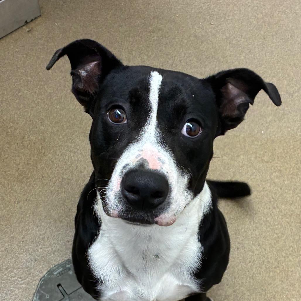 Furcules, a Adoptable mixed breed in Corpus Christi, TX image 6/6