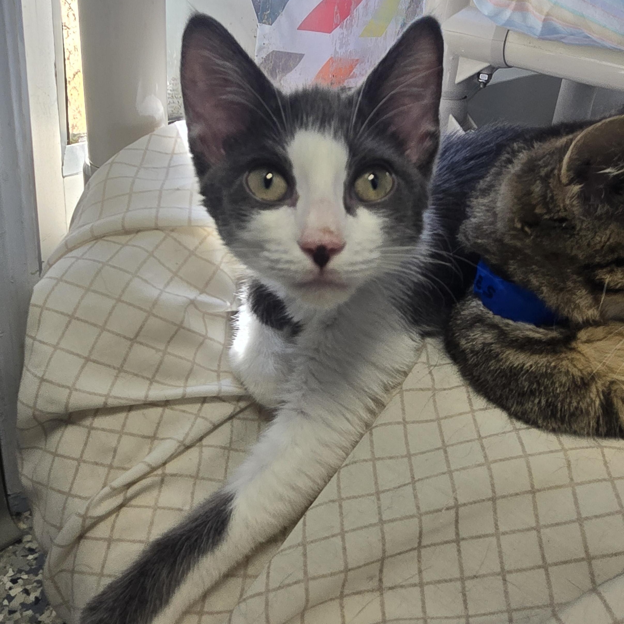 Enlarge Bumble, a ADOPTABLE Domestic Short Hair in Farmington, MO image 1/1