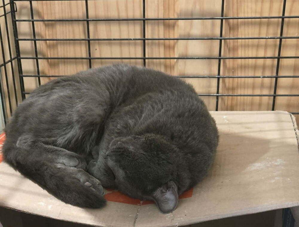 Dorian, Adoptable, Adult Male Domestic Short Hair.