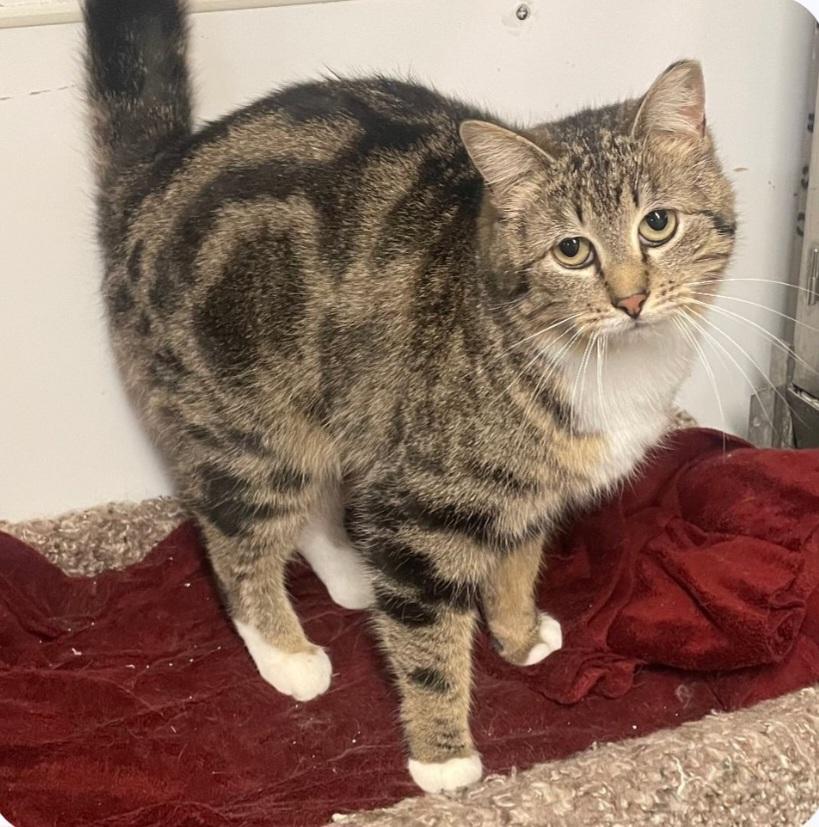 (working cat) Meredith, ADOPTABLE, Adult Female Tabby.