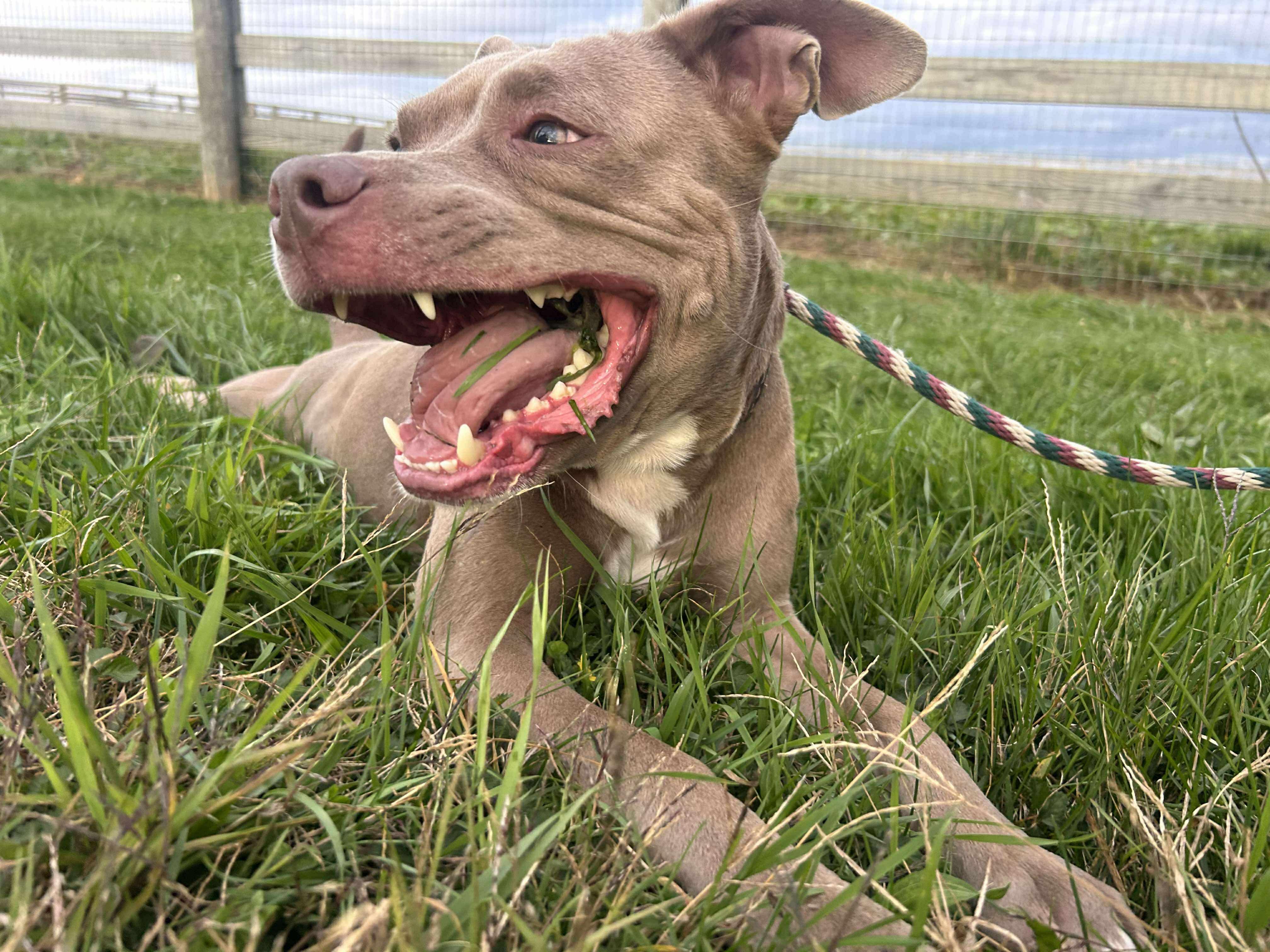 Enlarge Elton John, a Adoptable mixed breed in Mechanicsburg, PA image 2/4