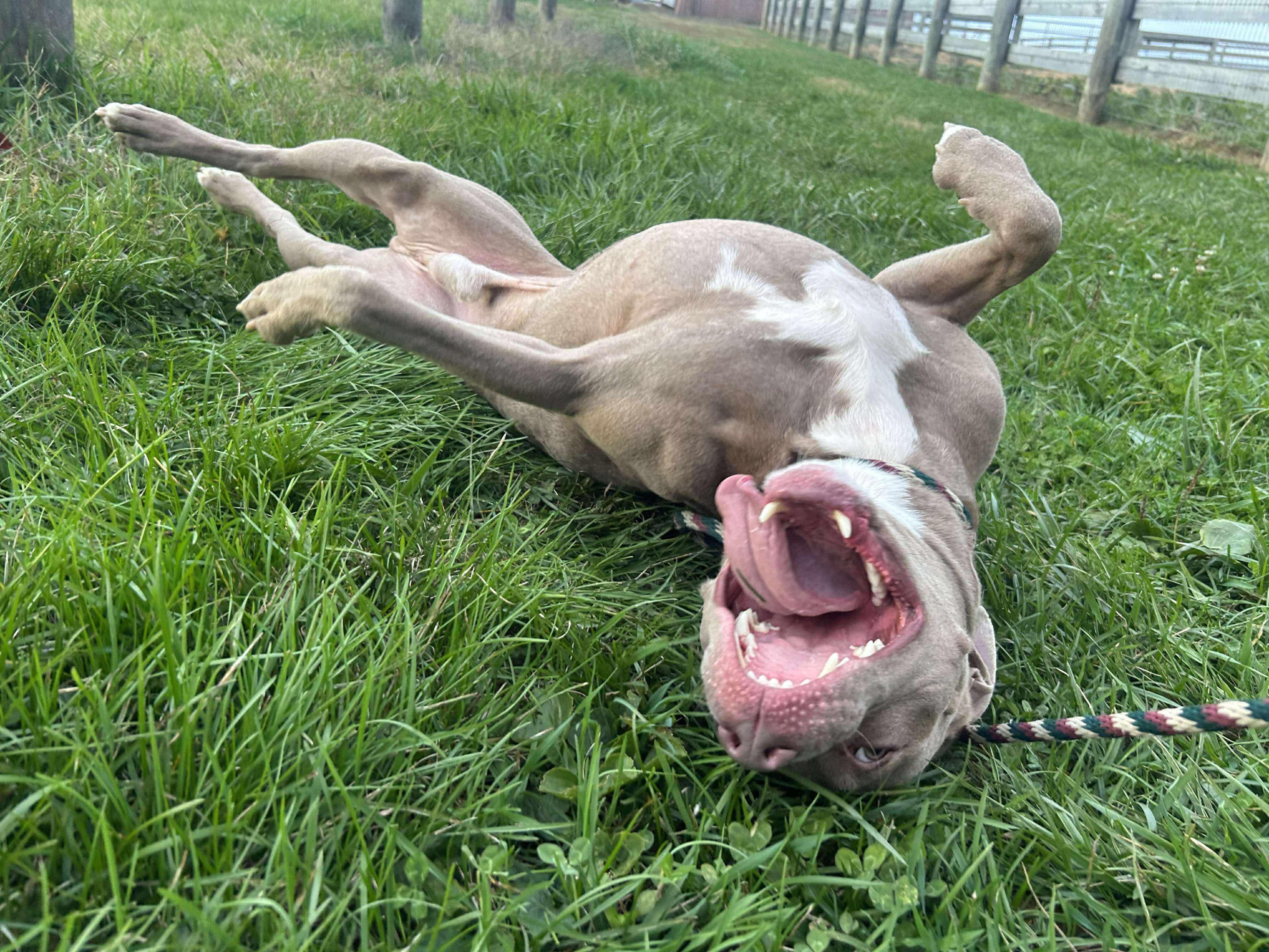 Enlarge Elton John, a Adoptable mixed breed in Mechanicsburg, PA image 3/4