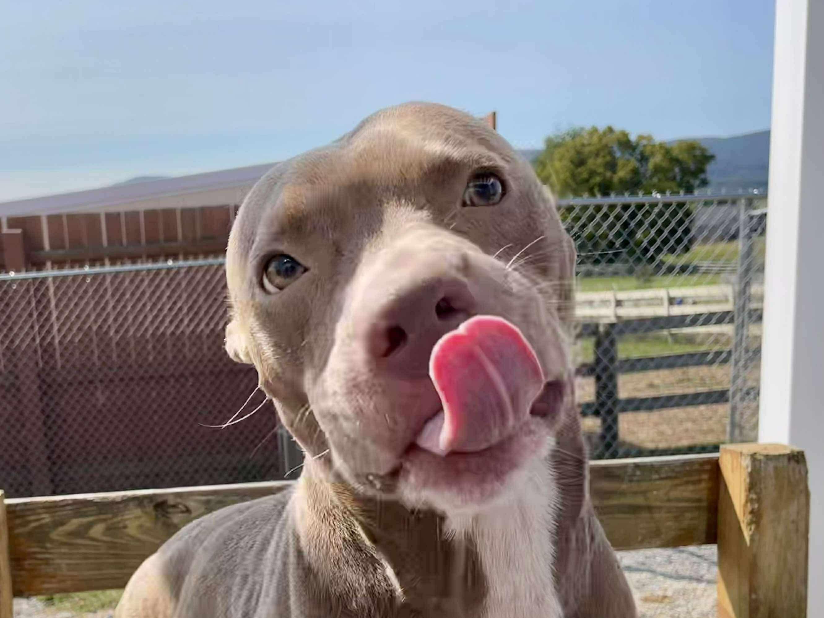 Enlarge Elton John, a Adoptable mixed breed in Mechanicsburg, PA image 4/4