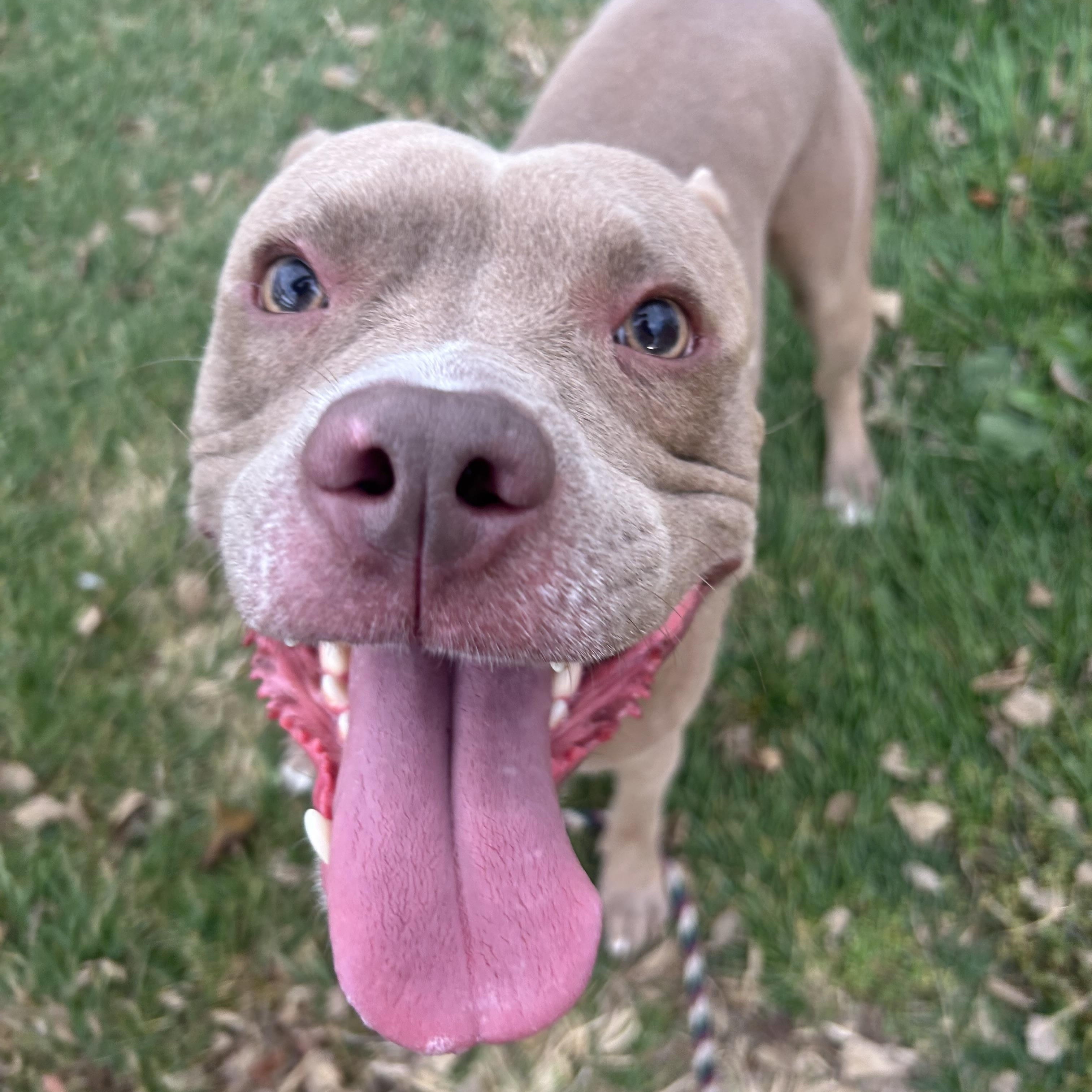 Elton John, Adoptable, Young Male Pit Bull Terrier.