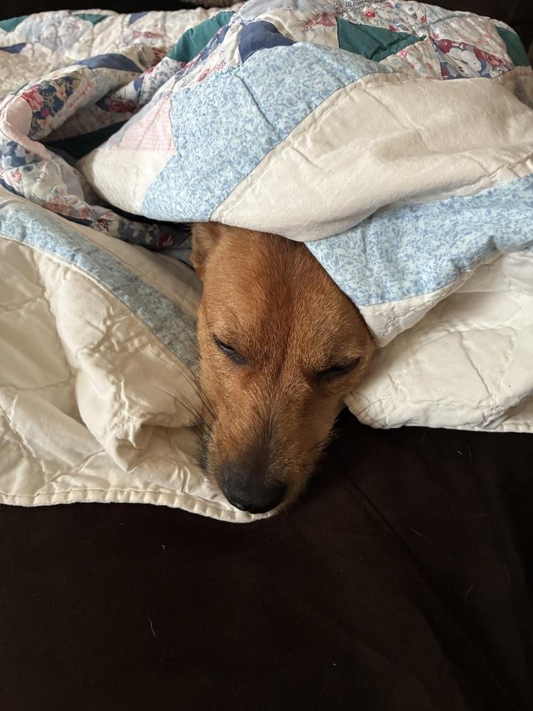 Enlarge Timone, a Adoptable mixed breed in New Albany, OH image 2/4