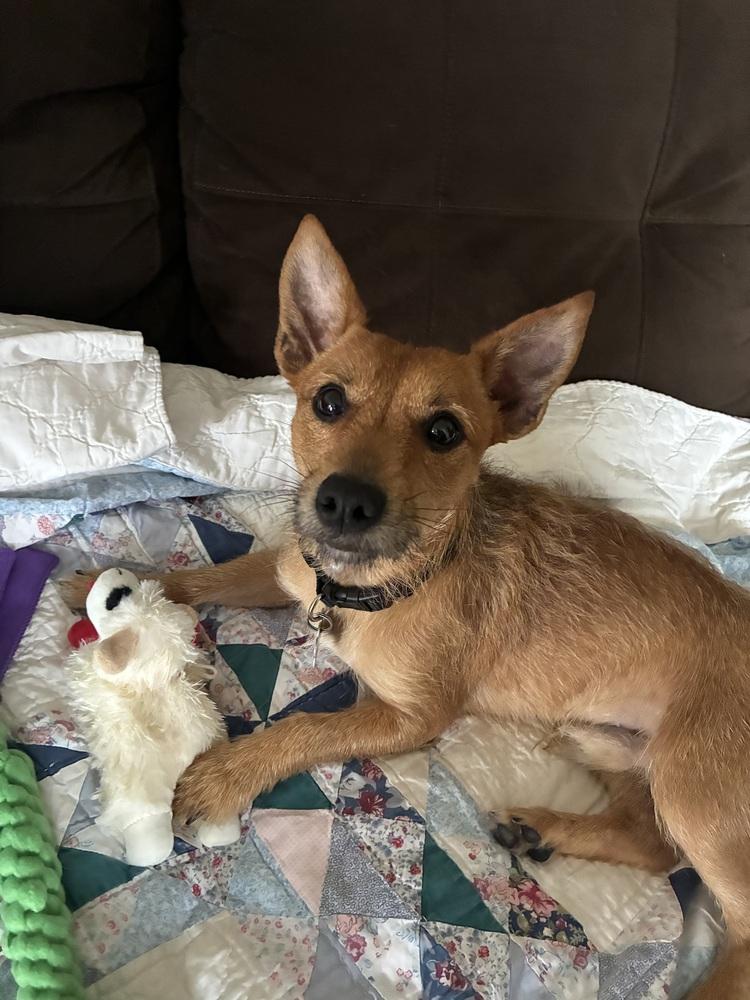 Enlarge Timone, a Adoptable mixed breed in New Albany, OH image 3/4