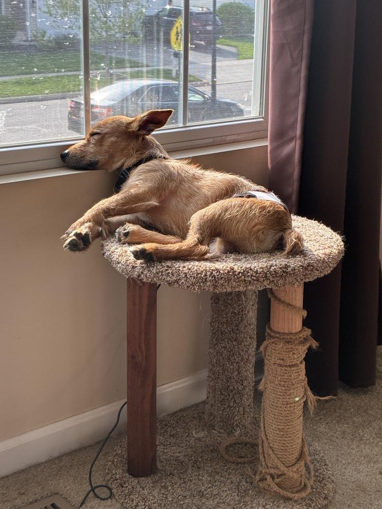 Enlarge Timone, a Adoptable mixed breed in New Albany, OH image 4/4