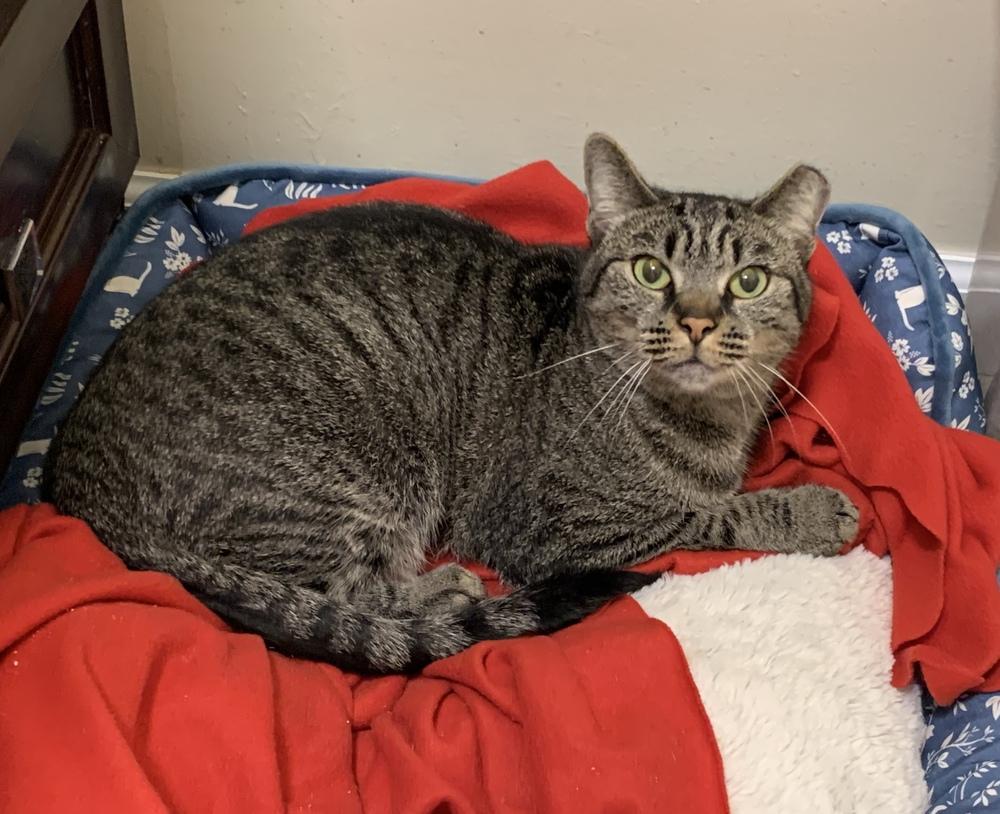 Peanut, Adoptable, Adult Female Domestic Short Hair.