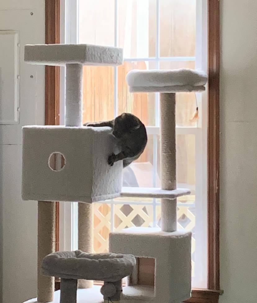 Enlarge Peanut, a Adoptable Domestic Short Hair in Virginia Beach, VA image 2/6