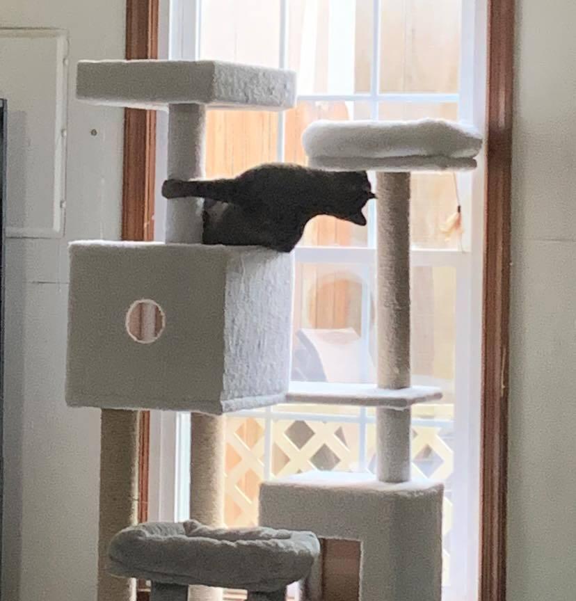 Enlarge Peanut, a Adoptable Domestic Short Hair in Virginia Beach, VA image 3/6