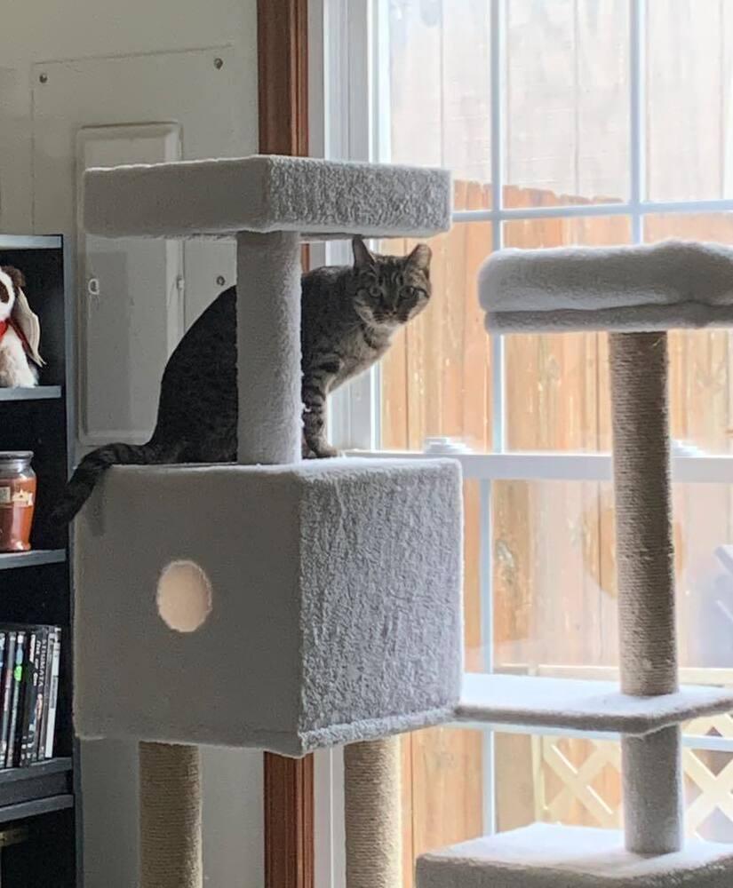 Enlarge Peanut, a Adoptable Domestic Short Hair in Virginia Beach, VA image 4/6