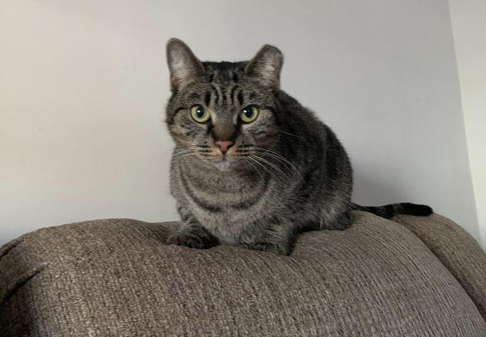 Enlarge Peanut, a Adoptable Domestic Short Hair in Virginia Beach, VA image 5/6