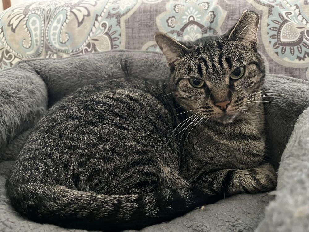 Enlarge Peanut, a Adoptable Domestic Short Hair in Virginia Beach, VA image 6/6