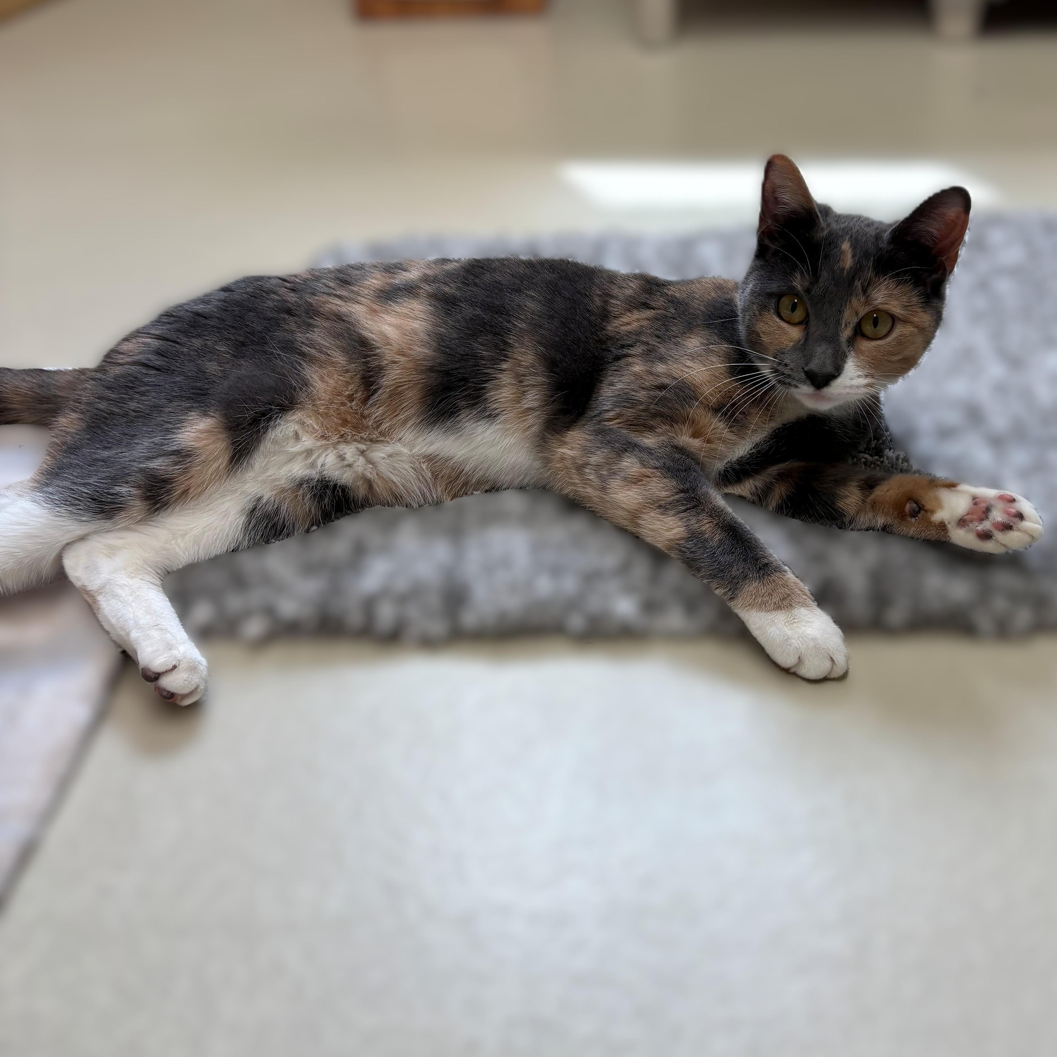 Enlarge Christa- #51095, a ADOPTABLE Domestic Short Hair in Columbia, MD image 2/3